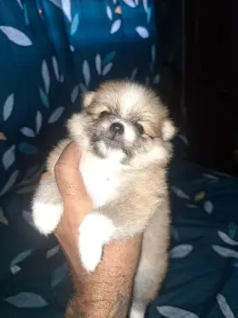Vendo cachorros pomerania... la vega