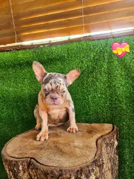 Oferta cachorro exotico bulldog frances merle hembra en santo domingo