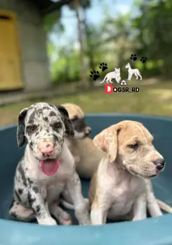 Gran danes ambos sexos