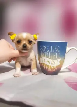 Chihuahua cabeza de manzana machos