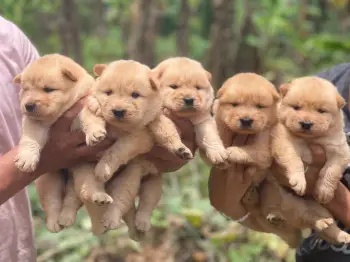 Chow chow ambos sexos