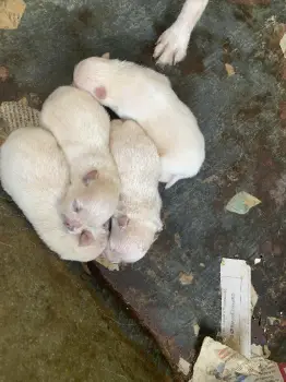 Pomerania cacchorros en la vega