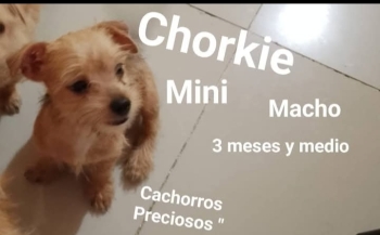 Chorkie macho disponible !!!