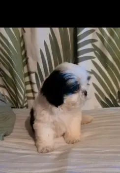 Perritas shitzu hembras en venta  en azua