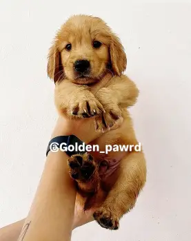 Cachorro golden retriever macho