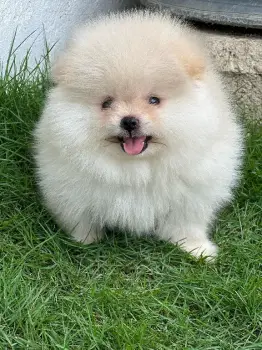Pomerania calidad cara de oso macho