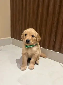 Cachorro golden retriever