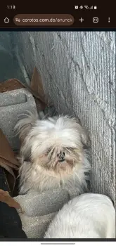 Shih tzu macho adulto