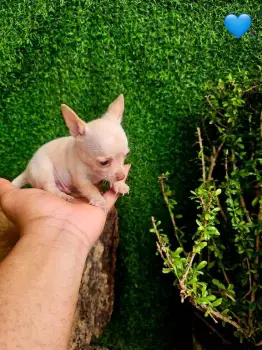 Oferta cachorro chihuahua ambos sexo super pequeÑo en santo domingo y