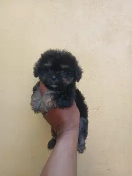 Oferta cachorro shipoo macho en santo domingo y todo al dia