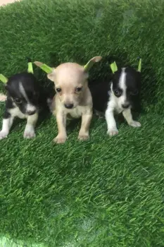 Oferta cachorro chihuahua ambos sexo en santo domingo con su vacuna al