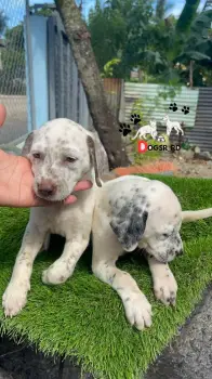Dalmata ambos sexos