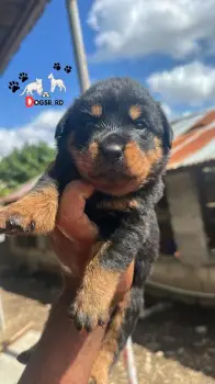Rottweiler ambos sexos