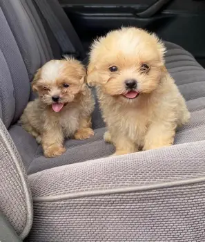 Shipoo ambos sexos