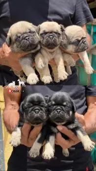 Pug ambos sexos