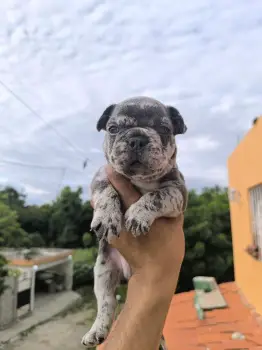 Oferta cachorro bulldog frances ambos sexo en santo domingo con todo a