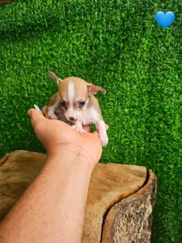 Oferta cachorro chihuahua ambos sexo en santo domingo con su vacuna al