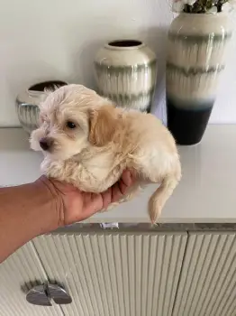 Oferta cachorro maltipoo macho en santo domingo con su vacunas