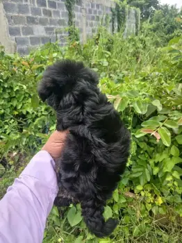 Oferta cachorro shipoo macho en santo domingo y todo al dia