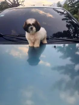 Oferta cachorro shih tzu ambos sexo en santo domingo y vacunado