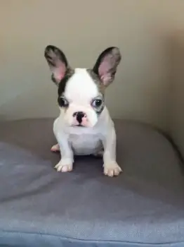 Oferta cachorro bulldog frances macho en santo domingo y vacuna al dia