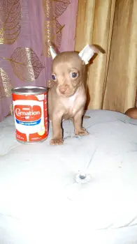 Oferta cachorro chihuahua ambos sexo en santo domingo con su vacuna al