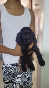 Oferta cachorro cocker spaniel ambos sexo en santo domingo y vacunados