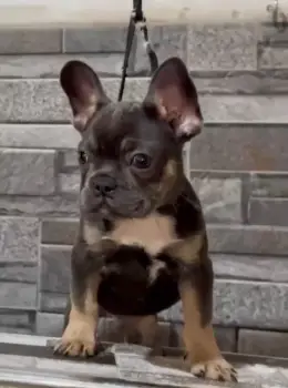 Oferta cachorro bulldog frances macho en santo domingo y vacuna al dia