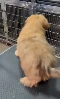 Oferta cachorro shipoo macho en santo domingo y todo al dia
