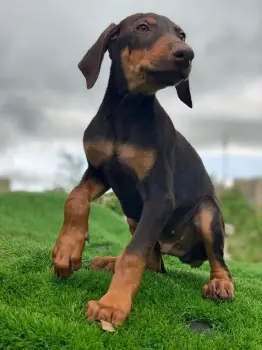 Oferta cachorro doberman macho en santo domingo vacunados