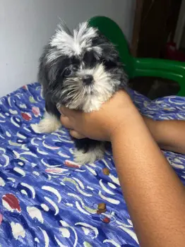 Oferta cachorro shih tzu macho en snato domingo y vacuna al dia