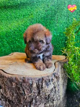 Oferta cachorro yorkiepoo ambos sexo en santo domingo y vacunado