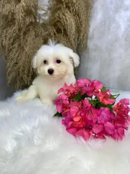 Oferta cachorro maltipoo macho en santo domingo con su vacunas