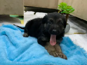 Oferta cachorro pastor aleman ambos sexo en santo domingo y vacunado