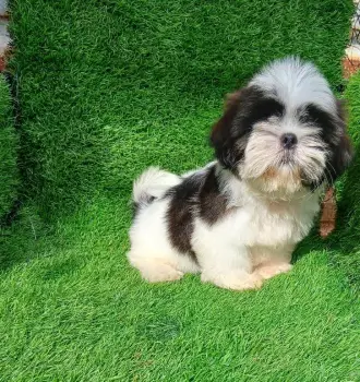 Oferta cachorro shih tzu hembra en santo domingo y vacuna al dia