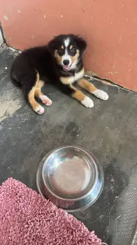 Oferta cachorro pastor australiano hembra  en santiago y se entrega co