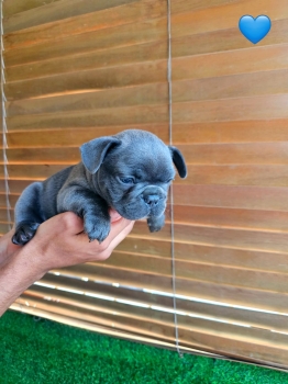 Oferta cachorro bulldog frances ambos sexo en santo domingo con todo a