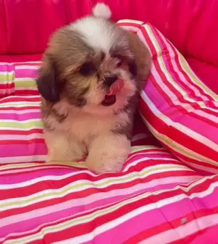 Oferta cachorro shipoo macho en santo domingo y todo al dia
