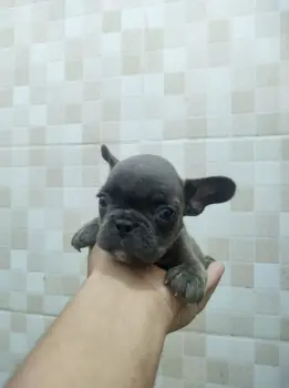 Oferta cachorro bulldog frances hembra en santo domingo y vacunado