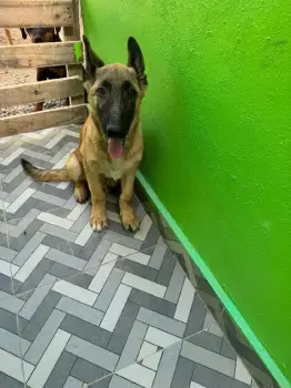 Oferta cachorro pastor belga malinois macho en santo domingo