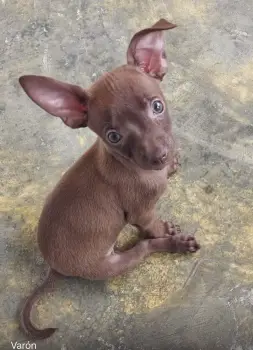 Se vende chihuahua