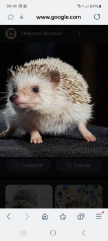 Vendo erizo africano