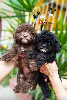 Poodle toy ambos sexos