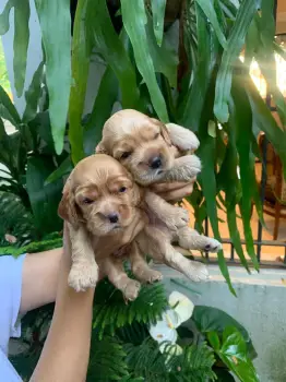 Cooker spaniel ambos sexos