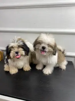 Shipoo ambos sexos