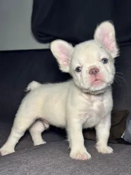Bulldog frances fluffy ambos sexos