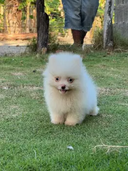 Pomerania ambos sexos