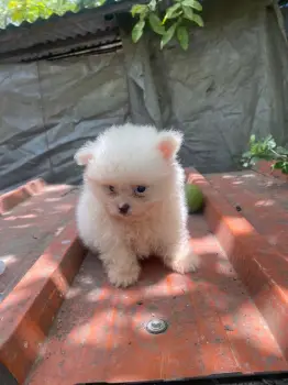 Pomerania ambos sexos