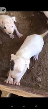 Dogo argentino