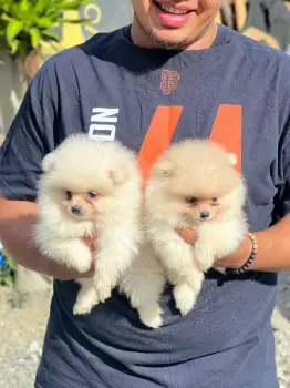 Pomerania calidad cara de oso ambos sexos